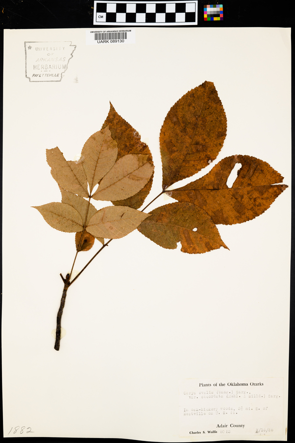 Carya ovalis var. obcordata image