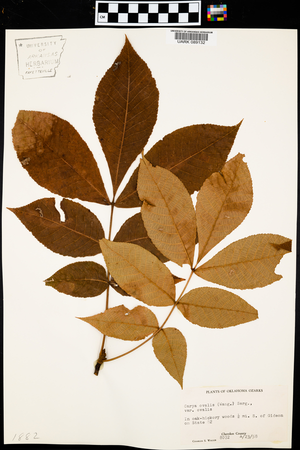 Carya ovalis var. ovalis image