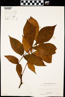 Carya ovalis var. obcordata image