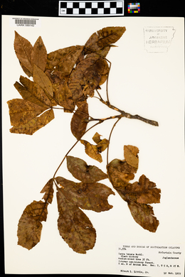 Carya texana image