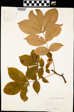 Carya texana image
