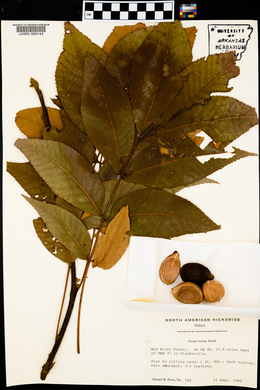 Carya texana image