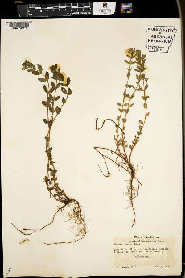 Hedeoma reverchonii var. serpyllifolia image