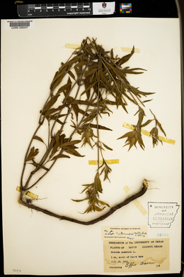 Monarda punctata subsp. intermedia image