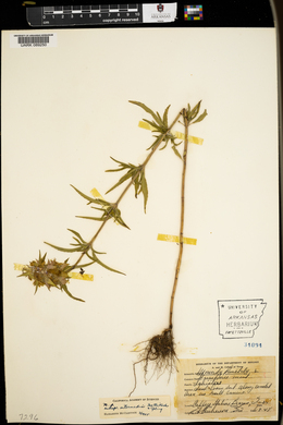 Monarda punctata subsp. intermedia image