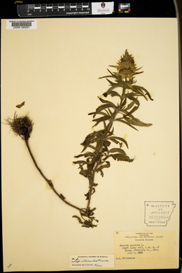 Monarda punctata subsp. villicaulis image