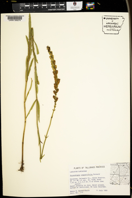 Physostegia angustifolia image