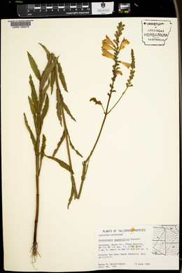 Physostegia angustifolia image