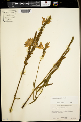 Physostegia angustifolia image