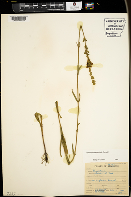 Physostegia angustifolia image