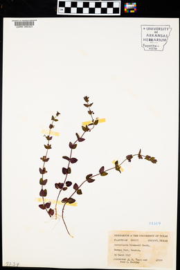 Scutellaria drummondii image