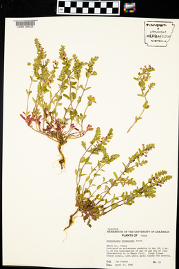 Scutellaria drummondii image