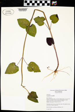 Scutellaria ovata image