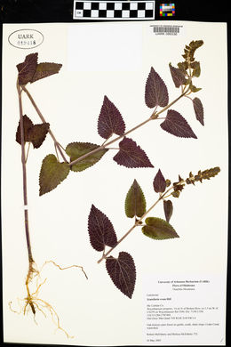 Scutellaria ovata image