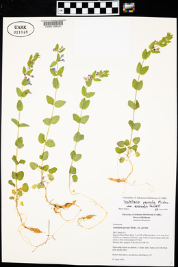 Scutellaria parvula image