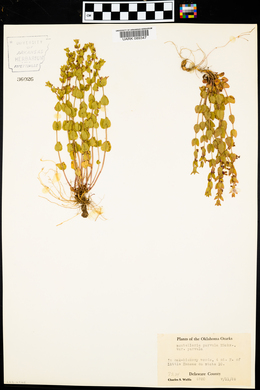 Scutellaria parvula var. parvula image