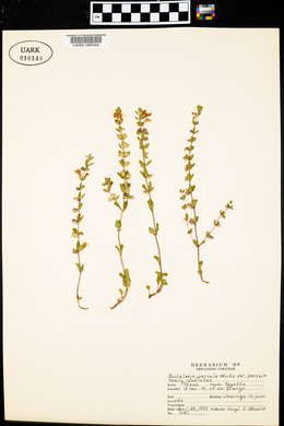 Scutellaria parvula var. parvula image