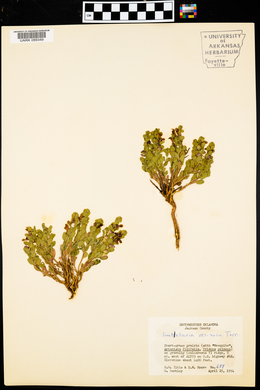 Scutellaria resinosa image