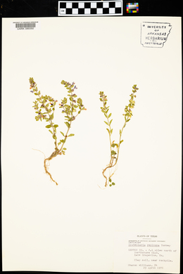 Scutellaria resinosa image