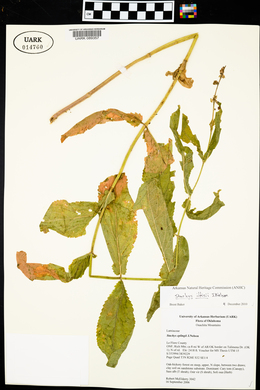 Stachys iltisii image