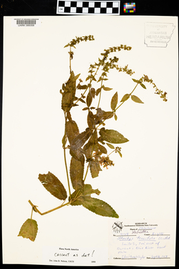 Stachys tenuifolia image