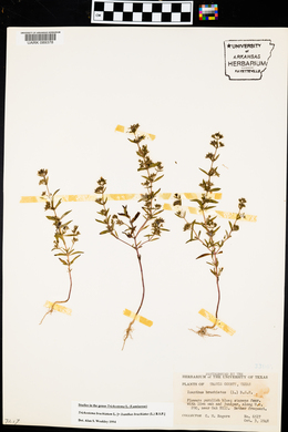 Trichostema coeruleum image