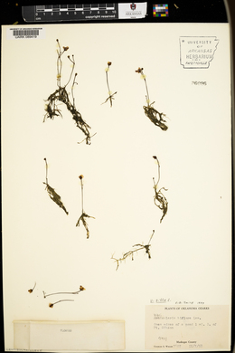 Utricularia gibba image