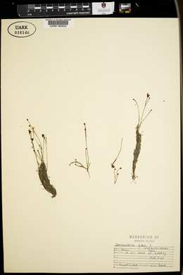 Utricularia gibba image