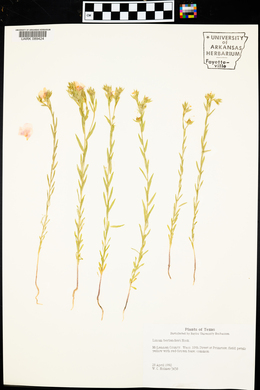 Linum berlandieri image