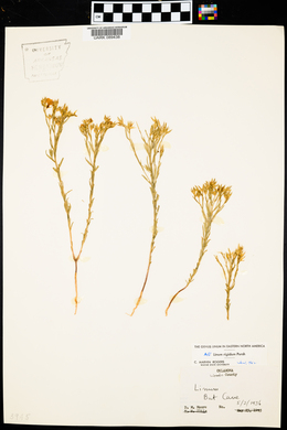 Linum rigidum image