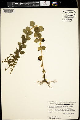 Mitreola sessilifolia image
