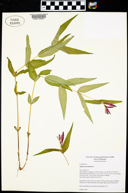 Spigelia marilandica image