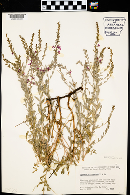 Lythrum californicum image