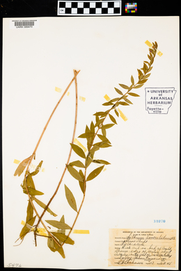 Lythrum lanceolatum image