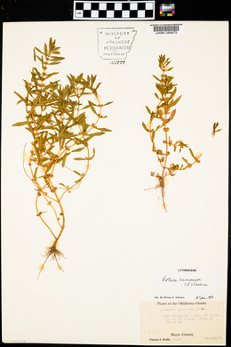 Rotala ramosior image