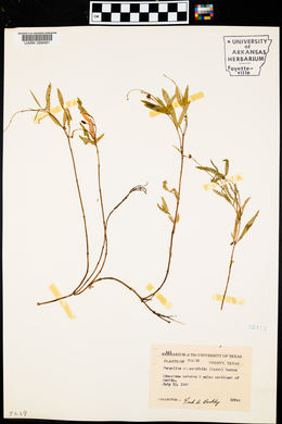 Galphimia angustifolia image