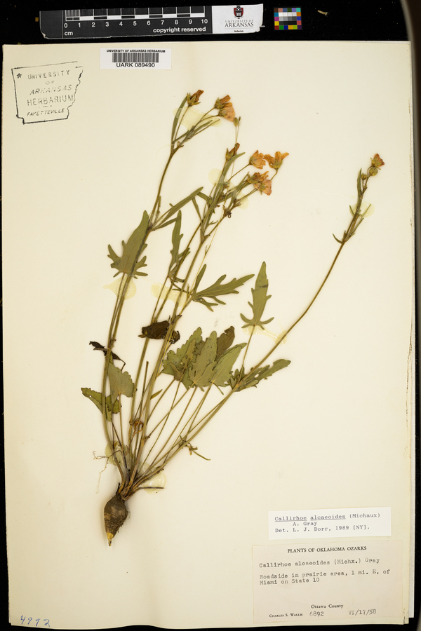 Callirhoe alcaeoides image