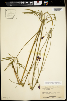 Callirhoe digitata image