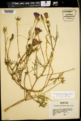 Callirhoe involucrata image