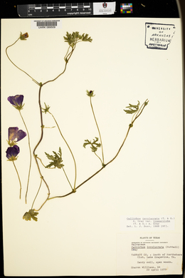 Callirhoe involucrata var. lineariloba image