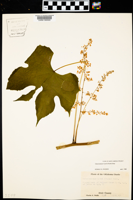 Calycocarpum lyonii image