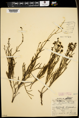 Mirabilis linearis image