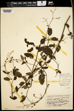 Boerhavia viscosa image