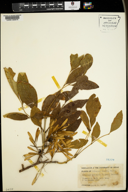 Fraxinus texensis image