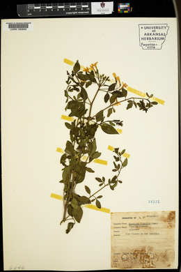 Jasminum floridum image