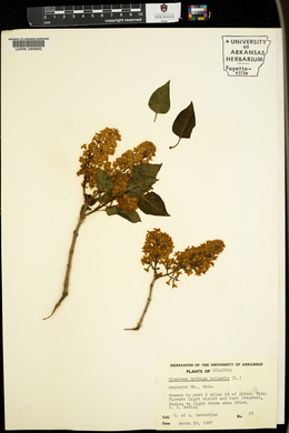 Syringa vulgaris image