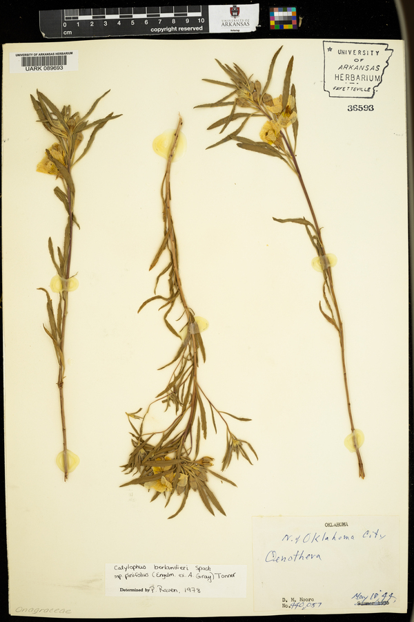 Oenothera berlandieri subsp. pinifolia image