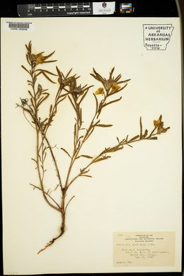 Oenothera serrulata image