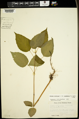 Circaea canadensis image