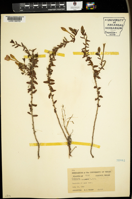 Calylophus hartwegii subsp. pubescens image